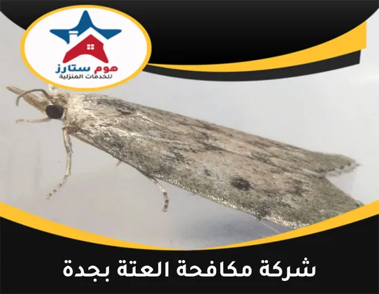 شركة مكافحة العتة بجدة